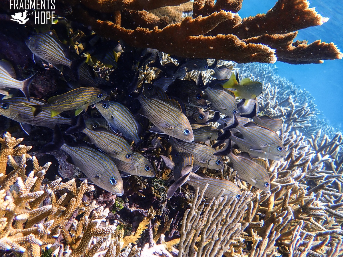 Lisa Carne & Maya Trotz: Belize Is a Shining Star of Coral Reef Restoration